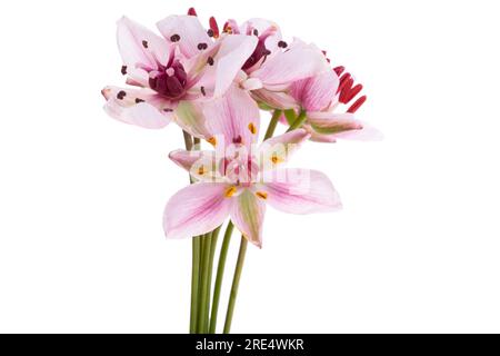 Susak flower isolated on white background Stock Photo