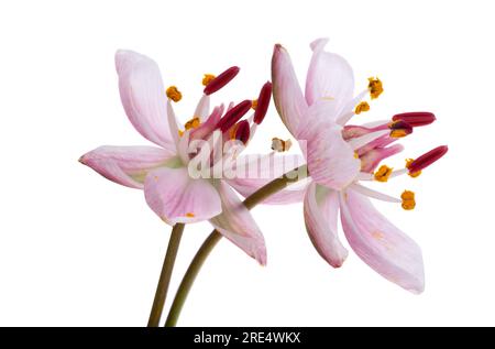 Susak flower isolated on white background Stock Photo