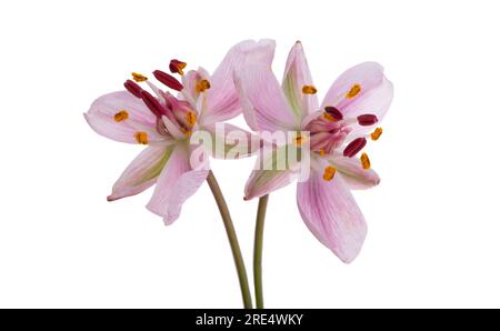 Susak flower isolated on white background Stock Photo