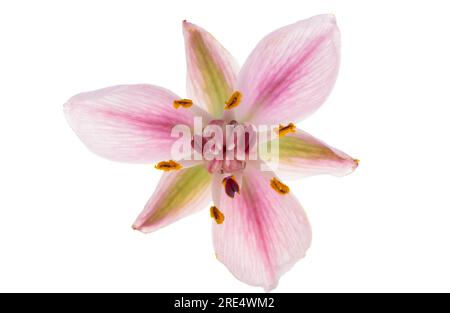 Susak flower isolated on white background Stock Photo