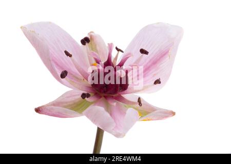 Susak flower isolated on white background Stock Photo