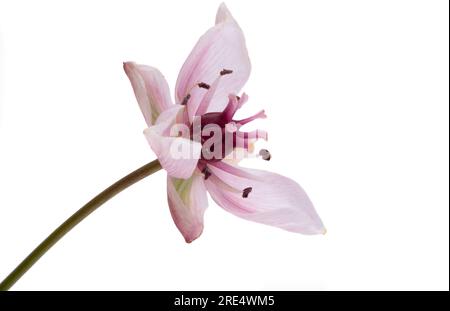 Susak flower isolated on white background Stock Photo