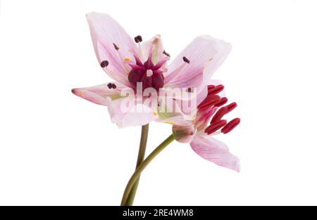 Susak flower isolated on white background Stock Photo