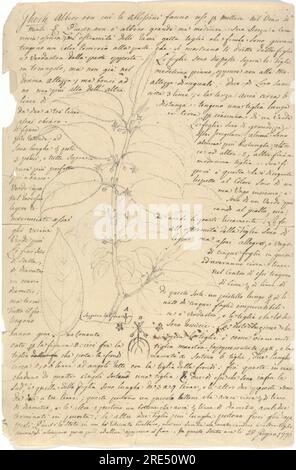 Ghesh (Rhamnus prinoides) 1770 by Luigi Balugani Stock Photo