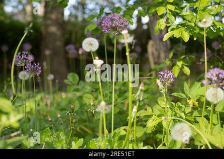 Plants in garden. Greenery in summer. Details of nature. Summer vegetation. Dandelion in overgrown garden. Stock Photo