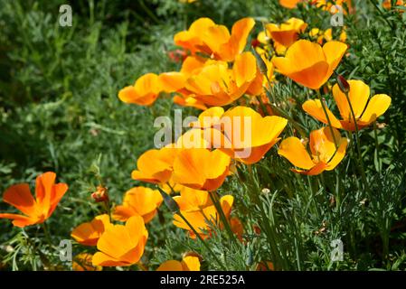 Multicolored flowers of the ashsholtsia in the greenery in the summer garden. Flower pattern. Modern design. Stock Photo