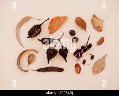 Flat lay autumn composition. Knolling collection made of various fall forest materials. Top view Stock Photo