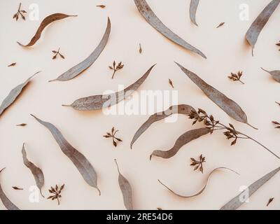 Autumn composition. Background of eucalyptus leaves on beige background. Autumn, fall concept. Flat lay, top view Stock Photo