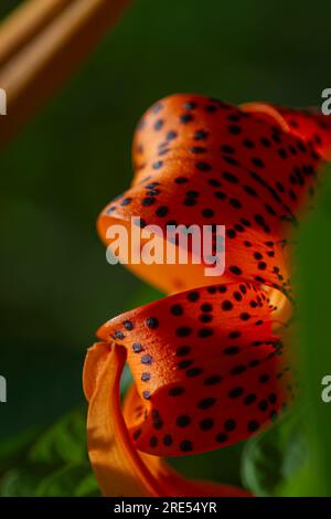 Tiger Lily - Lilium lancifolium Stock Photo