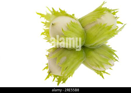 green walnut hazel isolated on white background Stock Photo