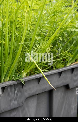 Container grown carrots and spring onions growing as companion plants in an old disused plastic water tank. Stock Photo