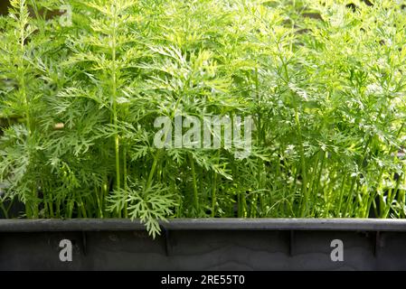 Container grown carrots sown in an old disused plastic water tank. Stock Photo