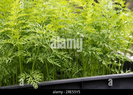 Container grown carrots sown in an old disused plastic water tank. Stock Photo
