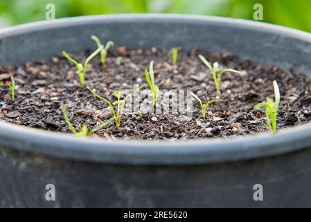 Thinly sown carrot seeds growing in a large recycled container Stock Photo