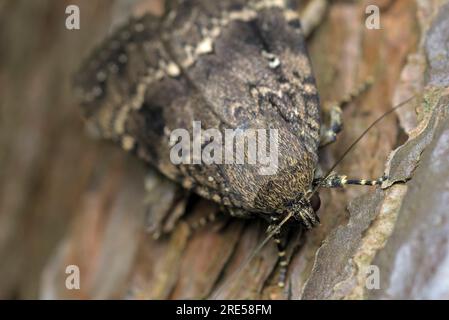 Single Copper Underwing (Amphipyra cf. berbera) on a tree, macro photography, insects, biodiversity, nature, entomology, camouflage Stock Photo