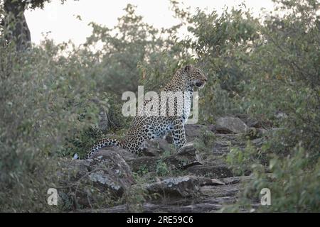 Adult African leopard (Panthera pardus pardus) in the wild, at Naboisho conservancy in Maasai/Masai Mara. Sat on a rock, surveying its prey. July 2023. Stock Photo