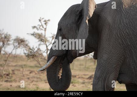 Adult African elephant (Loxodonta) in the wild, at Naboisho conservancy in Maasai/Masai Mara. Close up shot of front, tusk, trunk, July 2023. Stock Photo