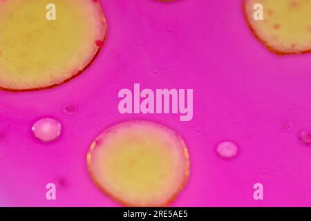 yellow bubbles of oil on pink liquid, background with abstract colorful bubbles. Macro detail for chemistry and research backgrounds Stock Photo
