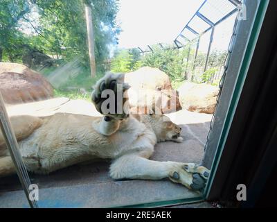 Topeka, Kansas - July 22, 2023: Sleeping Lion at the Zoo Stock Photo