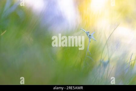 Edelweiss (Leontopodium alpinum) Leontopodium nivale Alpen-Edelweiß Stock Photo