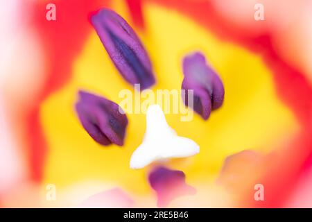 Abstract floreal background made with tulips macro close-up blurred. Abstract colorful background Stock Photo