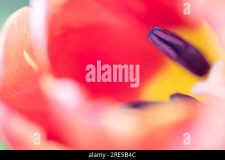 Abstract floreal background made with tulips macro close-up blurred. Abstract colorful background Stock Photo
