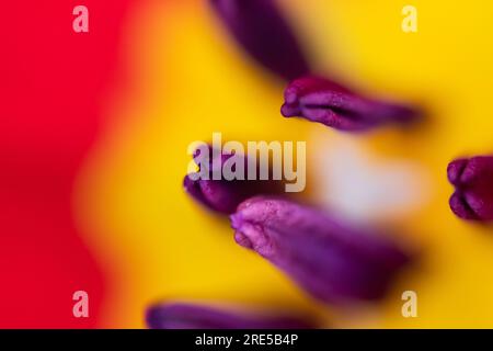 Abstract floreal background made with tulips macro close-up blurred. Abstract colorful background Stock Photo