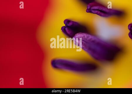 Abstract floreal background made with tulips macro close-up blurred. Abstract colorful background Stock Photo
