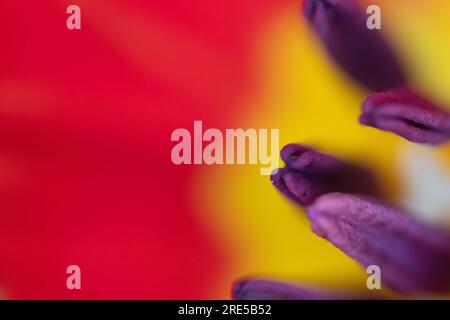 Abstract floreal background made with tulips macro close-up blurred. Abstract colorful background Stock Photo