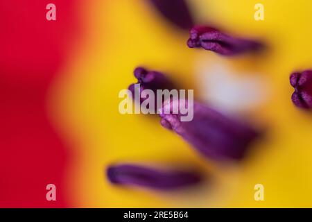 Abstract floreal background made with tulips macro close-up blurred. Abstract colorful background Stock Photo
