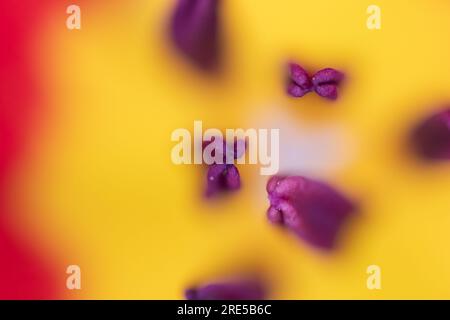 Abstract floreal background made with tulips macro close-up blurred. Abstract colorful background Stock Photo