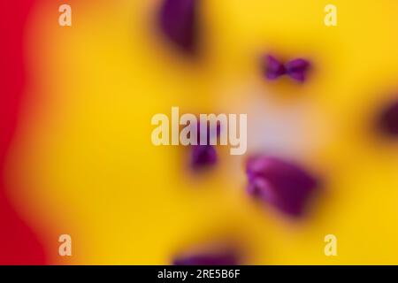 Abstract floreal background made with tulips macro close-up blurred. Abstract colorful background Stock Photo