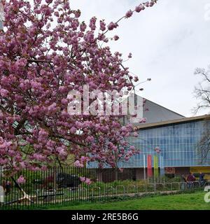 Cherry blossom tree outside the Design Museum London,England,UK Stock Photo
