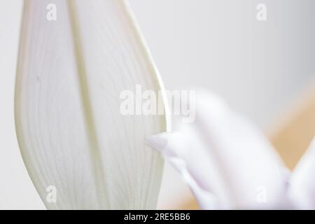 Abstract white minimal flower background with waves and blurred backdrop. Elegant minimal close-up Stock Photo