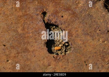 Dark worn rusty metal texture background Stock Photo