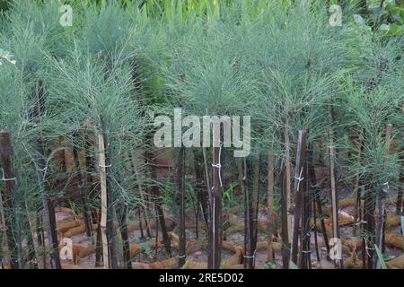 Casuarina Equisetifolia Plant on nursery for harvest are cash crops Stock Photo