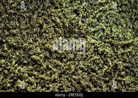 Moss texture in natural composition in the forest. Wildlife macro detail, green moss in a wood trunk Stock Photo