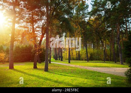 Sunbeams shine through the trees onto an empty road in a pine forest. Stock Photo