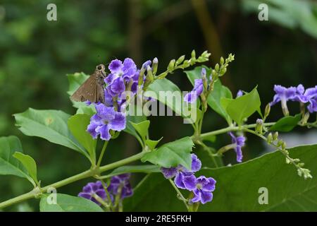 Close up view of a Small Branded Swift butterfly (Pelopidas Mathias) sitting on a purple color flower Stock Photo