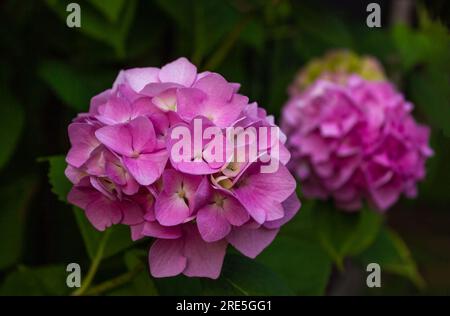 A bush of blooming colorful vibrant pink hydrangeas flowers on its branches and green leaves and its pink foreground with blur nature bokeh in backgro Stock Photo