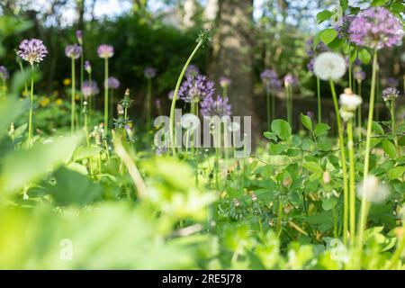 Plants in garden. Greenery in summer. Details of nature. Summer vegetation. Dandelion in overgrown garden. Stock Photo