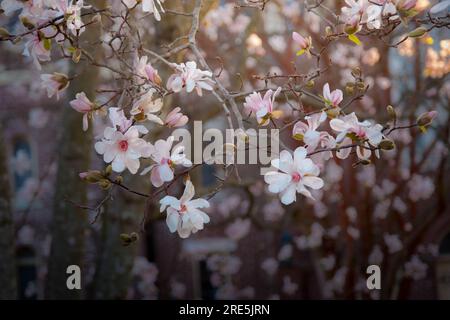 Blooming magnolia flowers in warm afternoon light with out of focus cityscape in background Stock Photo