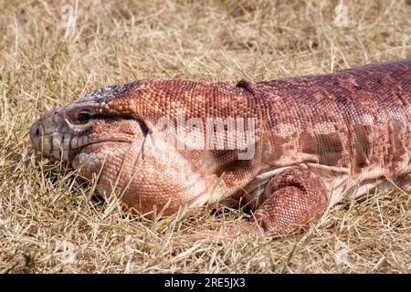 Red tegu hot sale pet