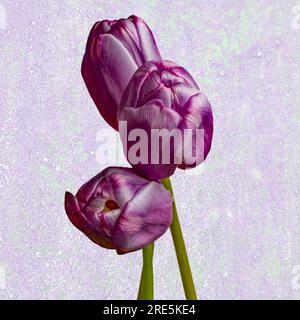 Three Red Tulips on a grainy purple texture background Stock Photo