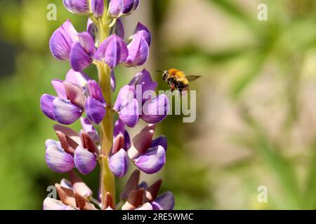 Bumble bee Stock Photo