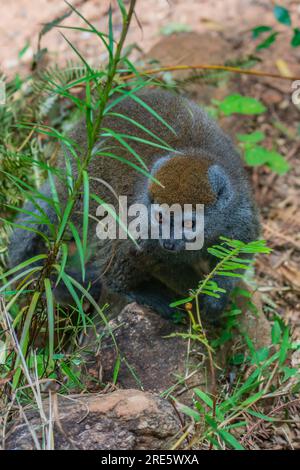 Golden bamboo lemur, close up from from a wold endangered bamboo lemur in Madagascar. Stock Photo