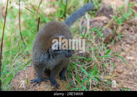Golden bamboo lemur, close up from from a wold endangered bamboo lemur in Madagascar. Stock Photo
