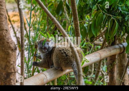 Golden bamboo lemur, close up from from a wold endangered bamboo lemur in Madagascar. Stock Photo