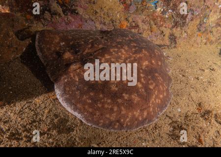 Torpedo sinuspersici On the seabed  in the Red Sea, Israel Stock Photo