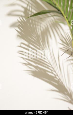 Palm tree shadows on white wall Stock Photo